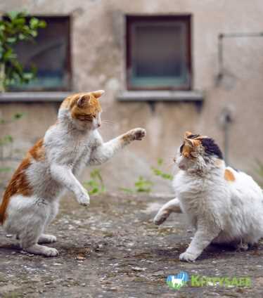 Creating a Peaceful Environment for Multiple Cats