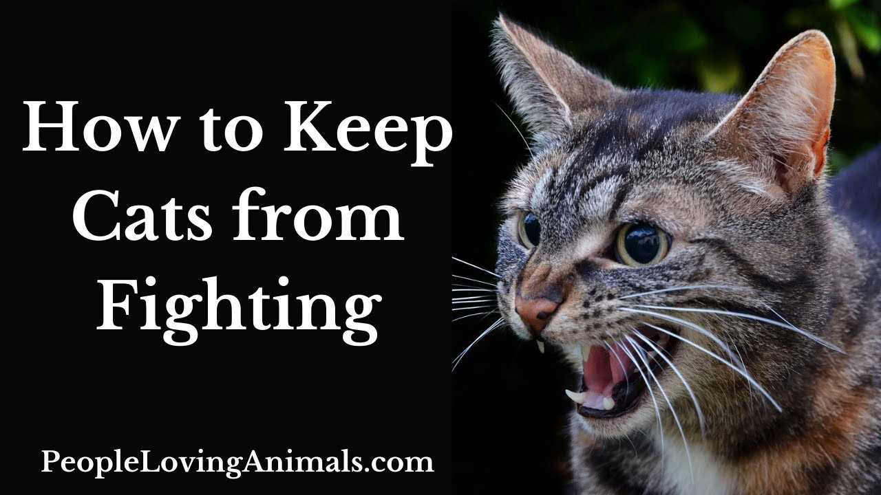 Identifying Triggers for Cat Aggression