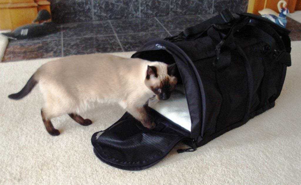 Essential Supplies to Have Ready for Your Feline Friends in Emergencies