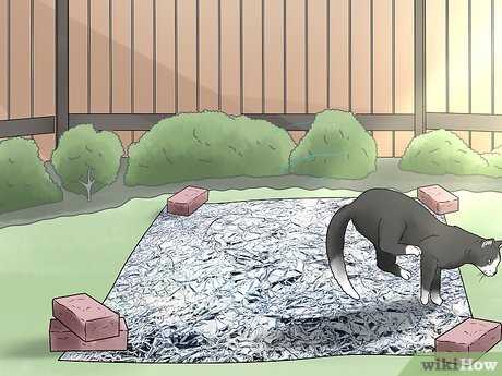 Establishing a Cat-Friendly Environment Elsewhere