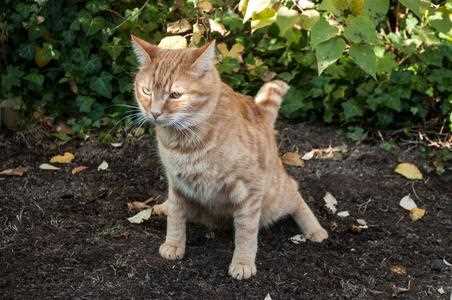 Strategies for Deterring Unwanted Felines