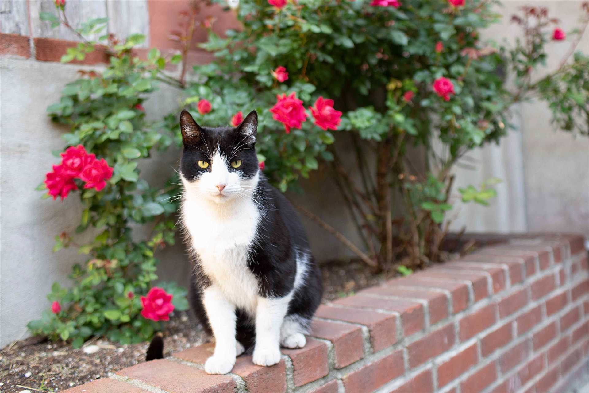 Utilizing Natural Deterrents to Repel Cats