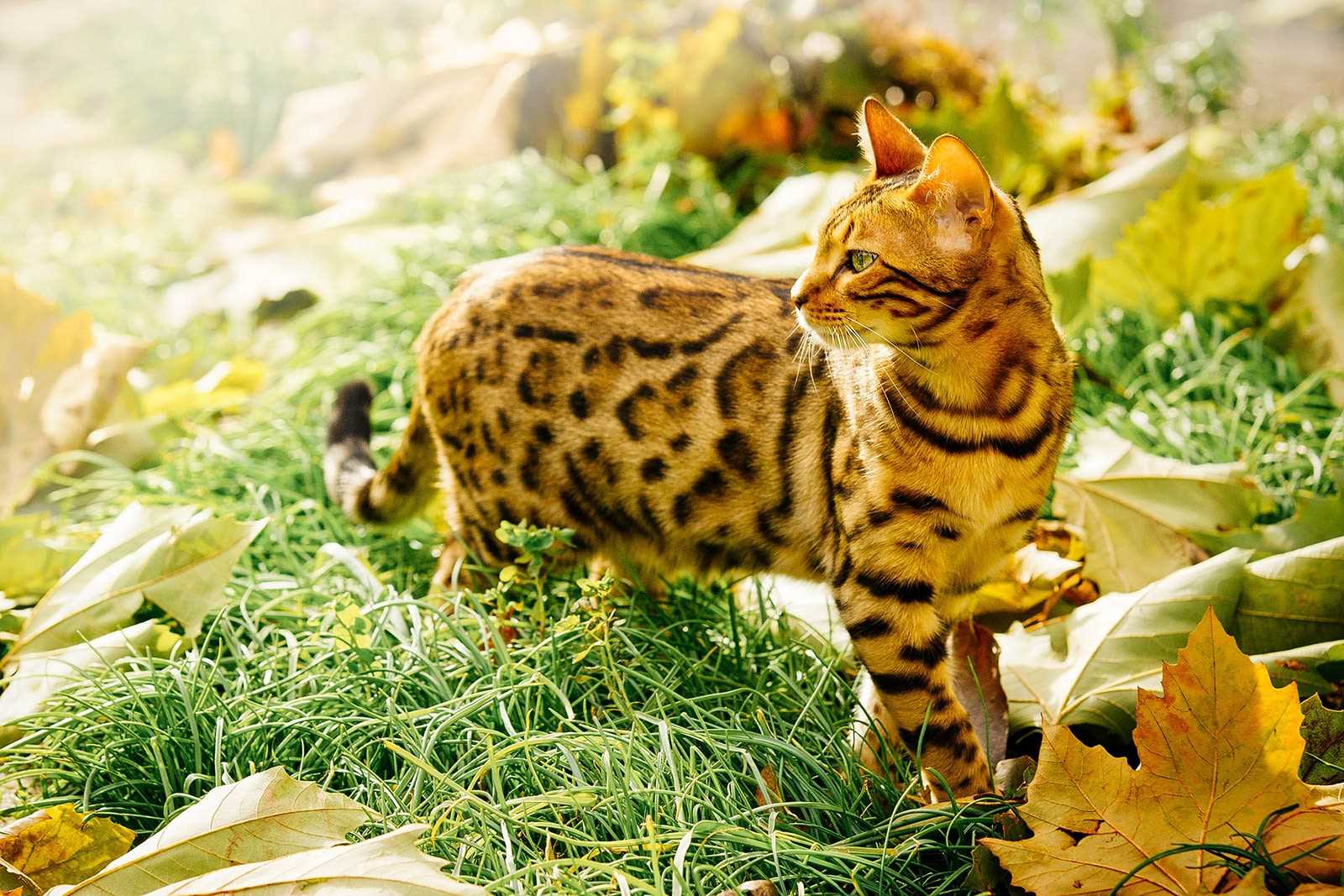 Choosing Natural Deterrents for Your Garden