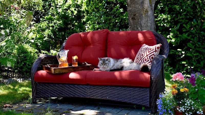 Utilizing Scents and Deterrents to Repel Felines