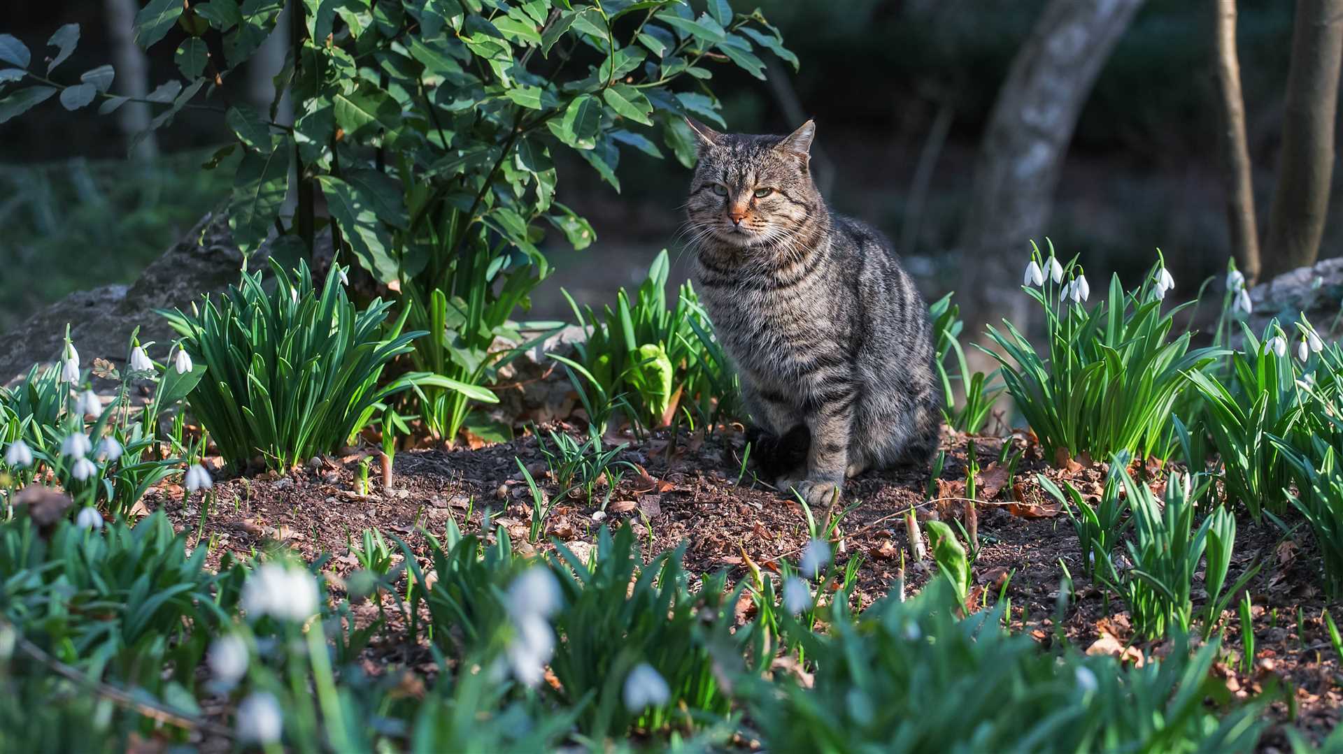 Choosing the Right Plants to Deter Cats