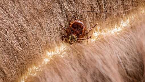 Choosing Safe Essential Oils for Tick Prevention