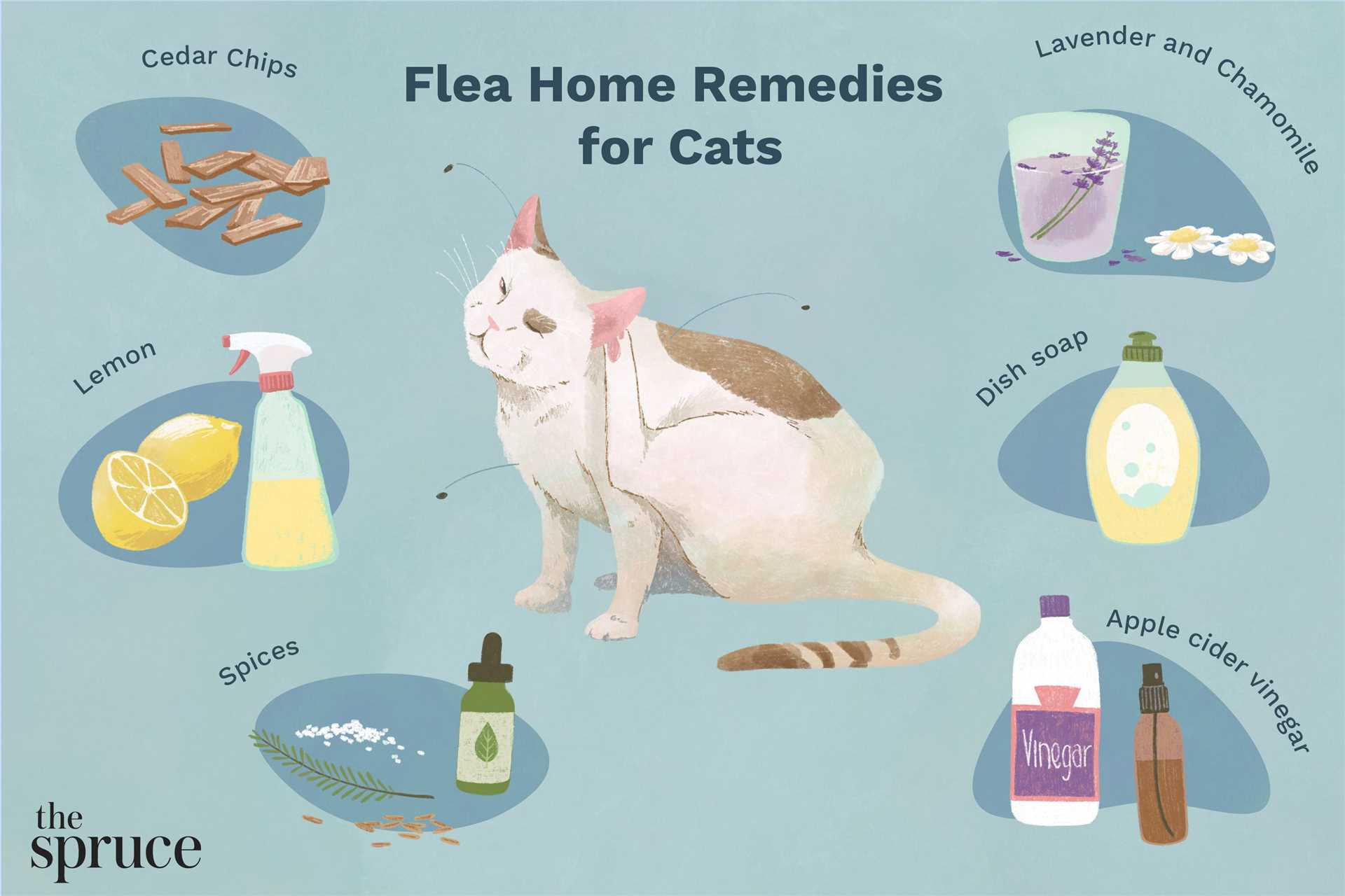 Regular Grooming Techniques to Identify and Remove Ticks