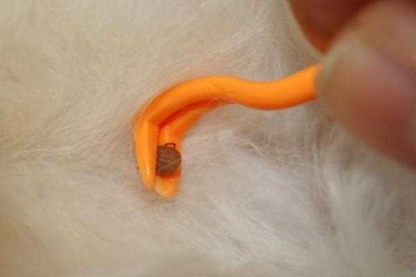 Maintaining a Tick-Free Outdoor Environment
