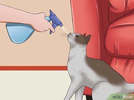 Using Deterrents to Protect Your Furniture