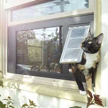 Creating a Safe Indoor Environment for Your Feline Friend