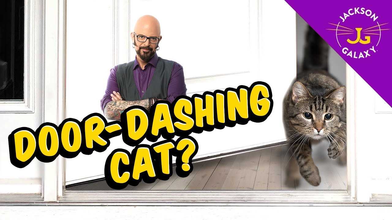 Strategies to Prevent Your Feline from Escaping