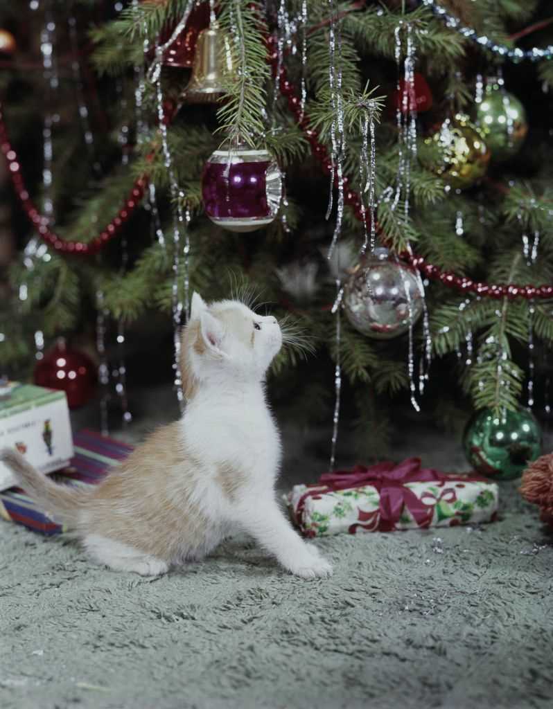 Creating a Cat-Friendly Environment Elsewhere