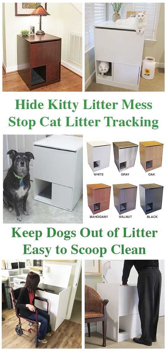 Understanding Why Canines Are Attracted to Feline Waste