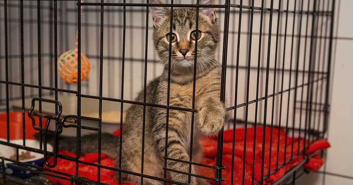Step-by-Step Guide to Introducing Your Feline Friend to the Carrier