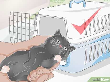 Choosing the Right Kennel for Your Feline Friend