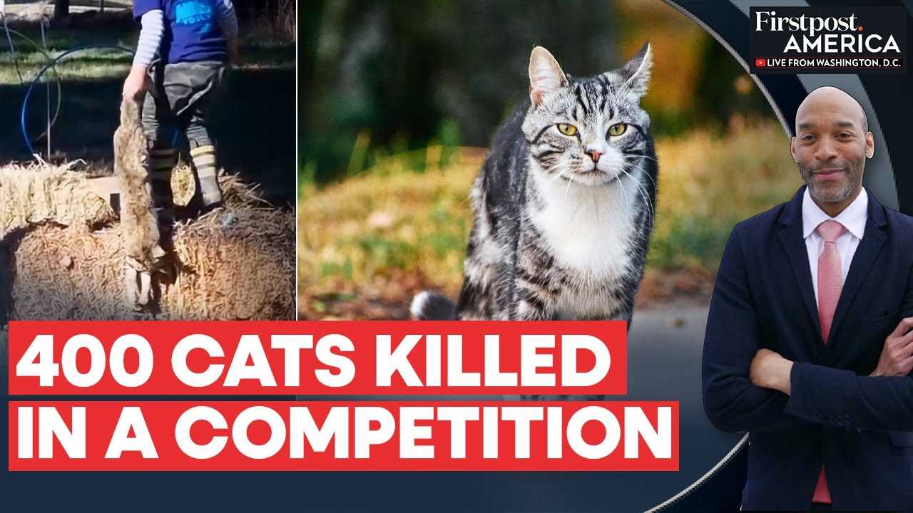 Legal Considerations and Local Regulations on Stray Cat Management