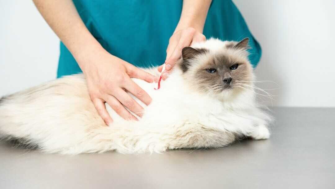 Assessing the Degree of Infestation