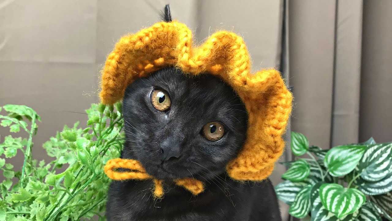 Choosing the Right Yarn and Needles for Your Feline's Accessory