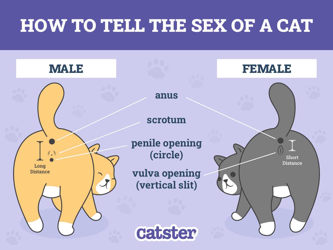 Identifying Physical Characteristics of Male and Female Felines