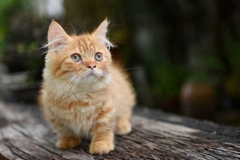 Aggression and Irritability