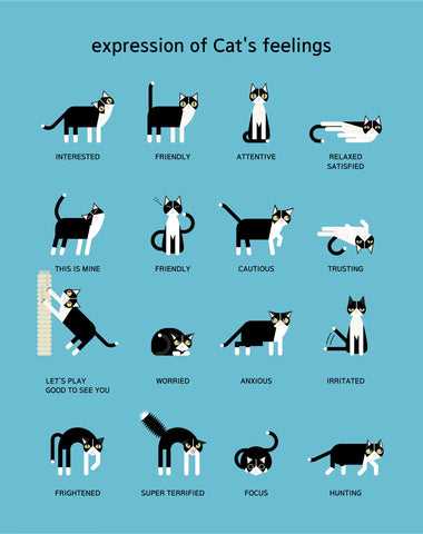 Introducing a New Feline: Signs of Acceptance