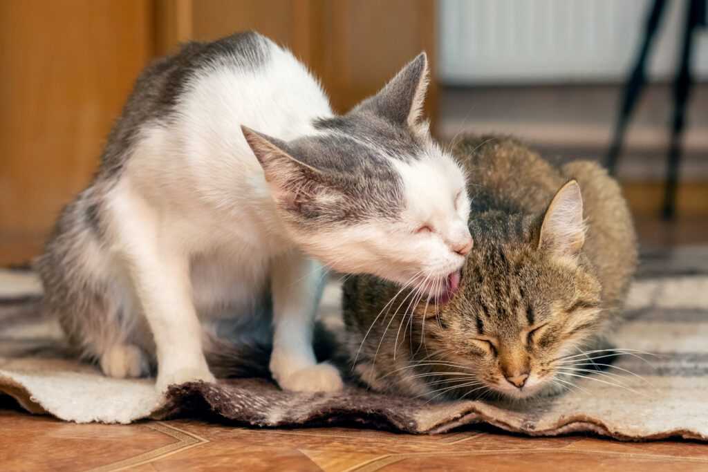 Playful Interactions