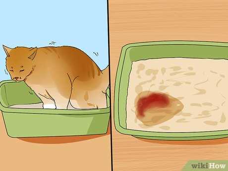 Understanding Risk Factors for Urinary Blockage