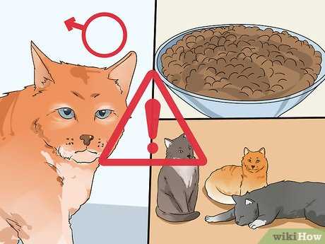 Identifying Symptoms of Urinary Blockage in Cats