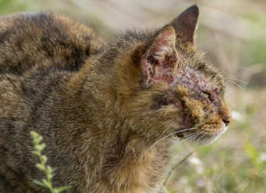 Steps to Confirm a Mange Diagnosis for Your Feline Friend