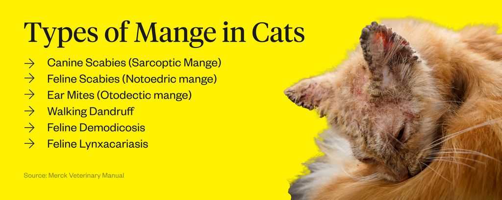 Consult with a Veterinarian