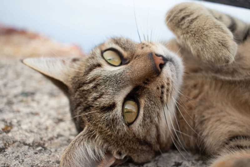 Unusual Grooming Habits
