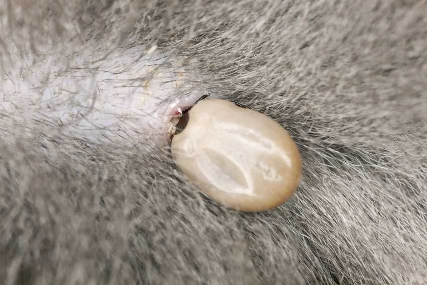Using tools and techniques for tick detection