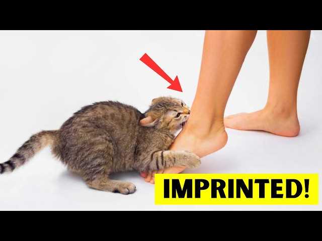 Interpreting Vocalizations as Indicators of Bonding