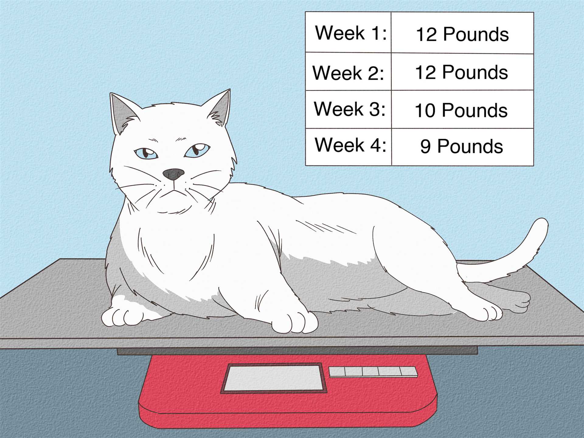 Identifying Physical Signs of Obesity in Cats