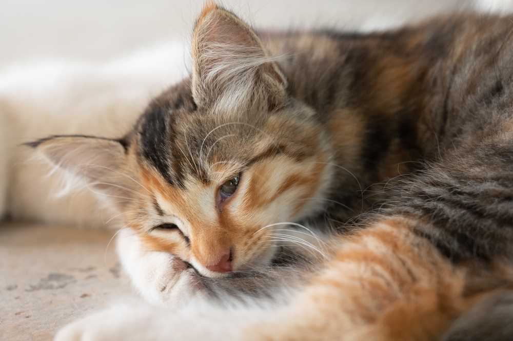 Monitoring Feeding Schedules and Portion Control for Your Feline