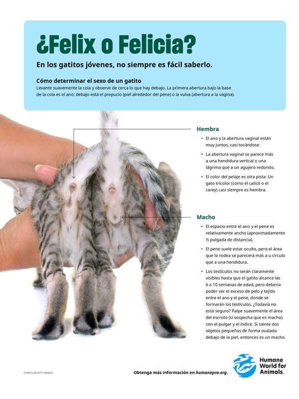 Veterinary Examinations