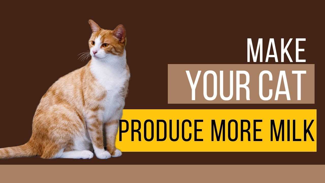Identifying signs of low milk production in nursing cats