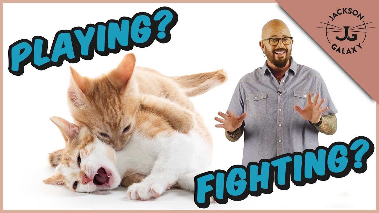 Signs of Playfulness vs. Aggression