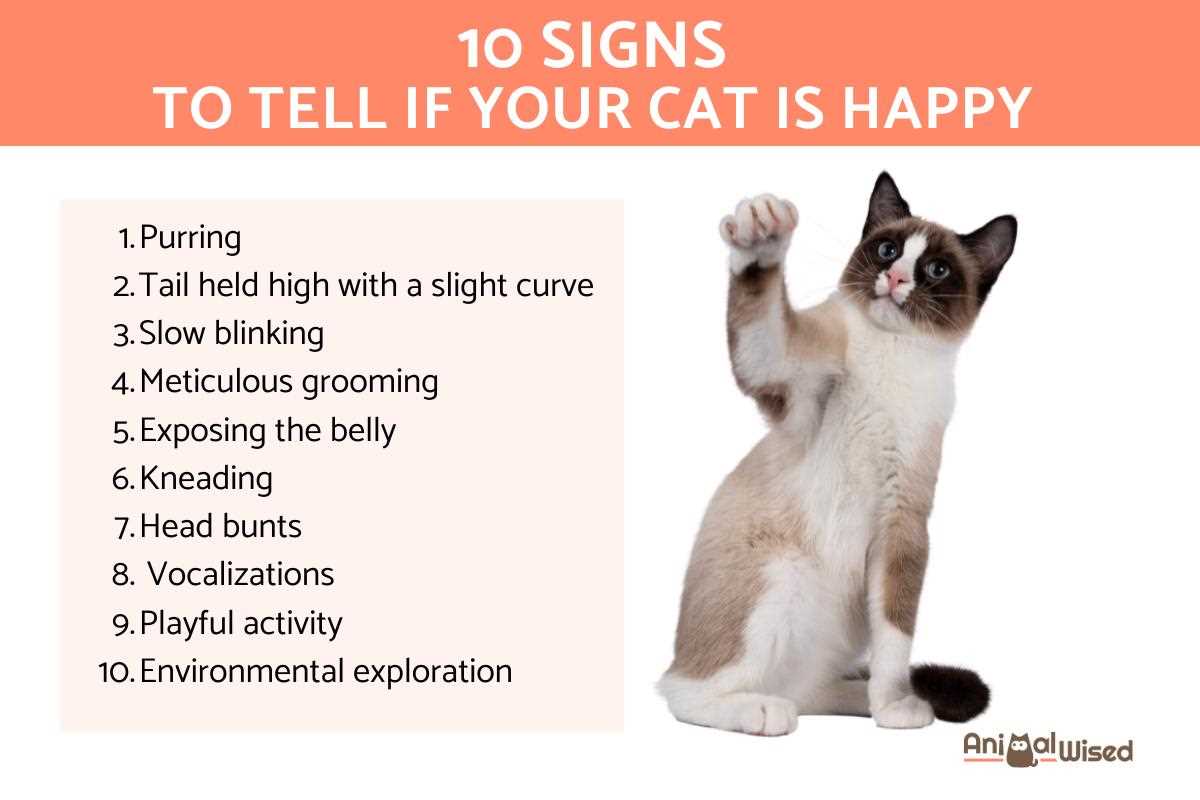 Identifying Physical Signs of Feline Happiness