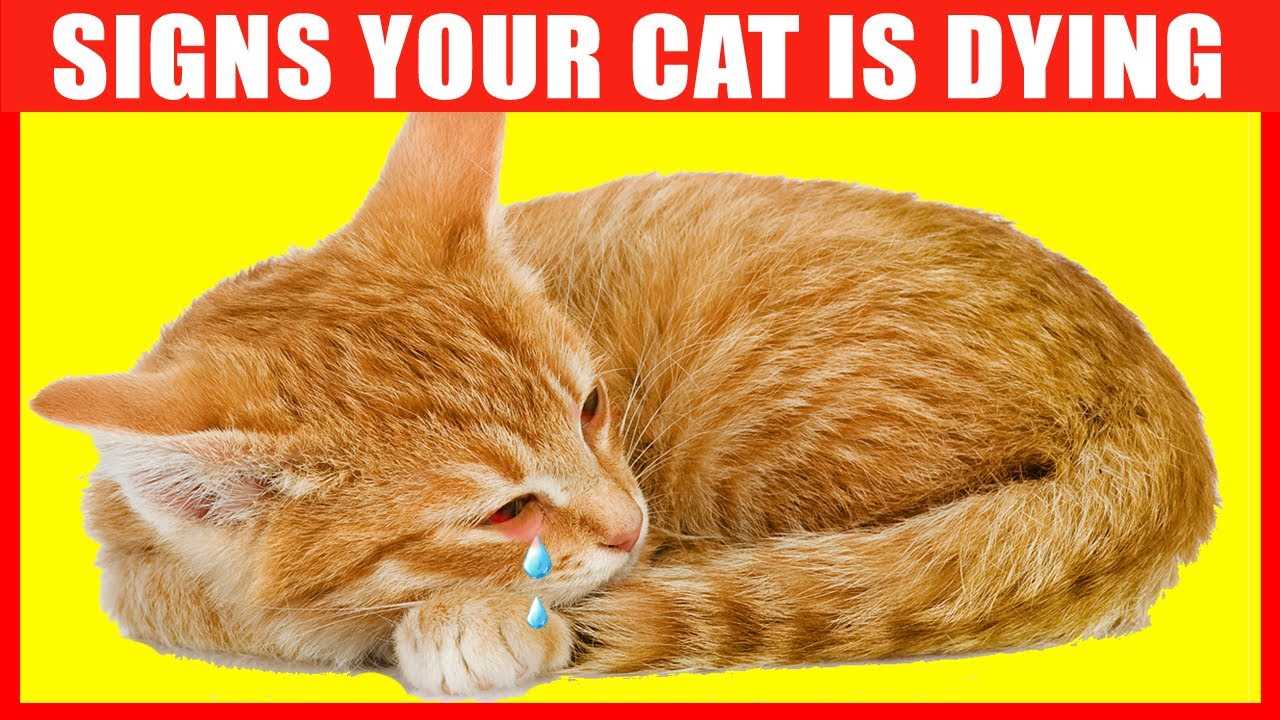 When to Seek Veterinary Assistance for End-of-Life Care