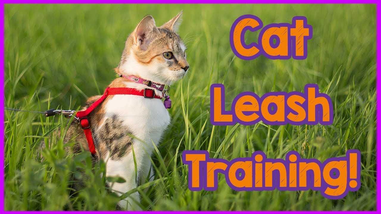 Leash Training Tips