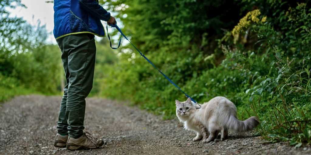 Step-by-Step Guide to Introducing Your Feline Friend to Walking on a Lead