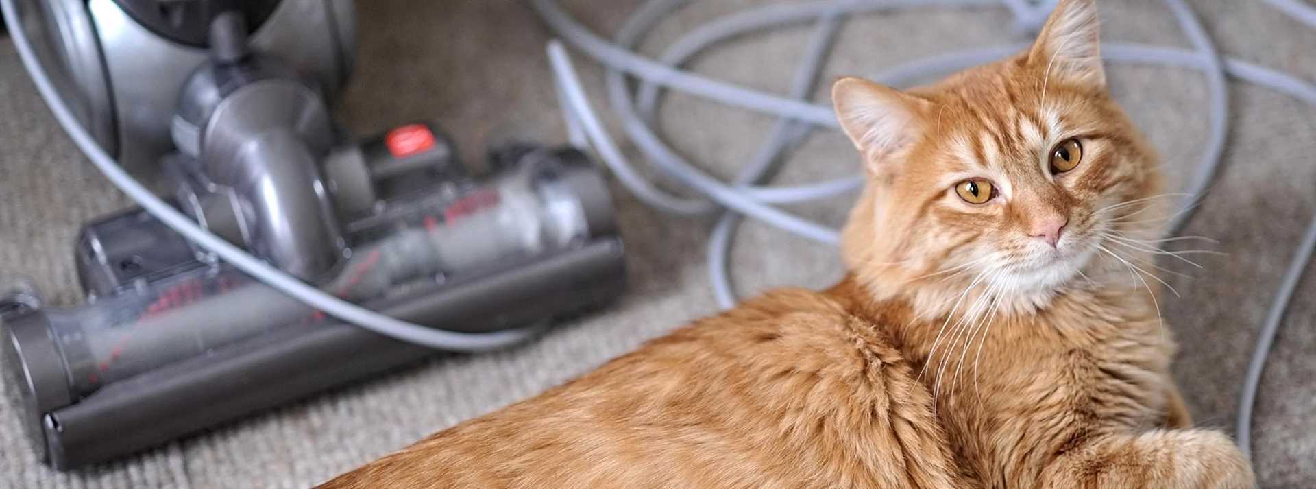 Grooming Techniques to Reduce Shedding
