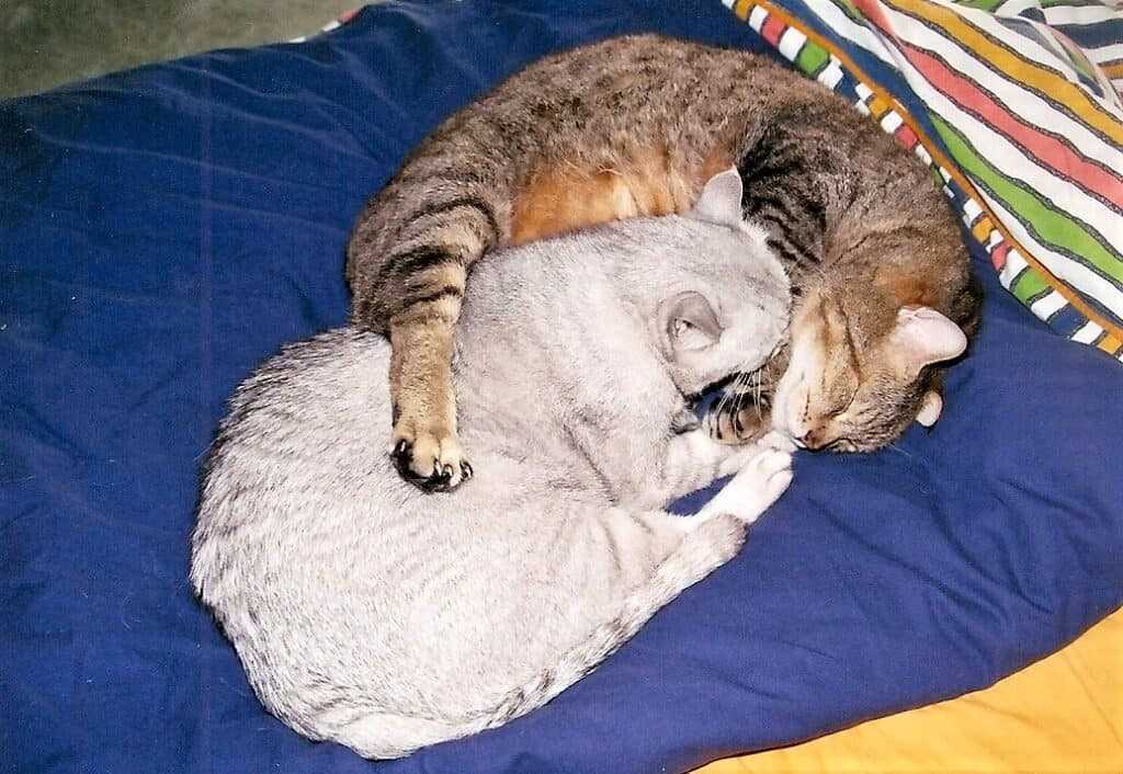 Signs Your Feline Companion May Be Affected by the Loss