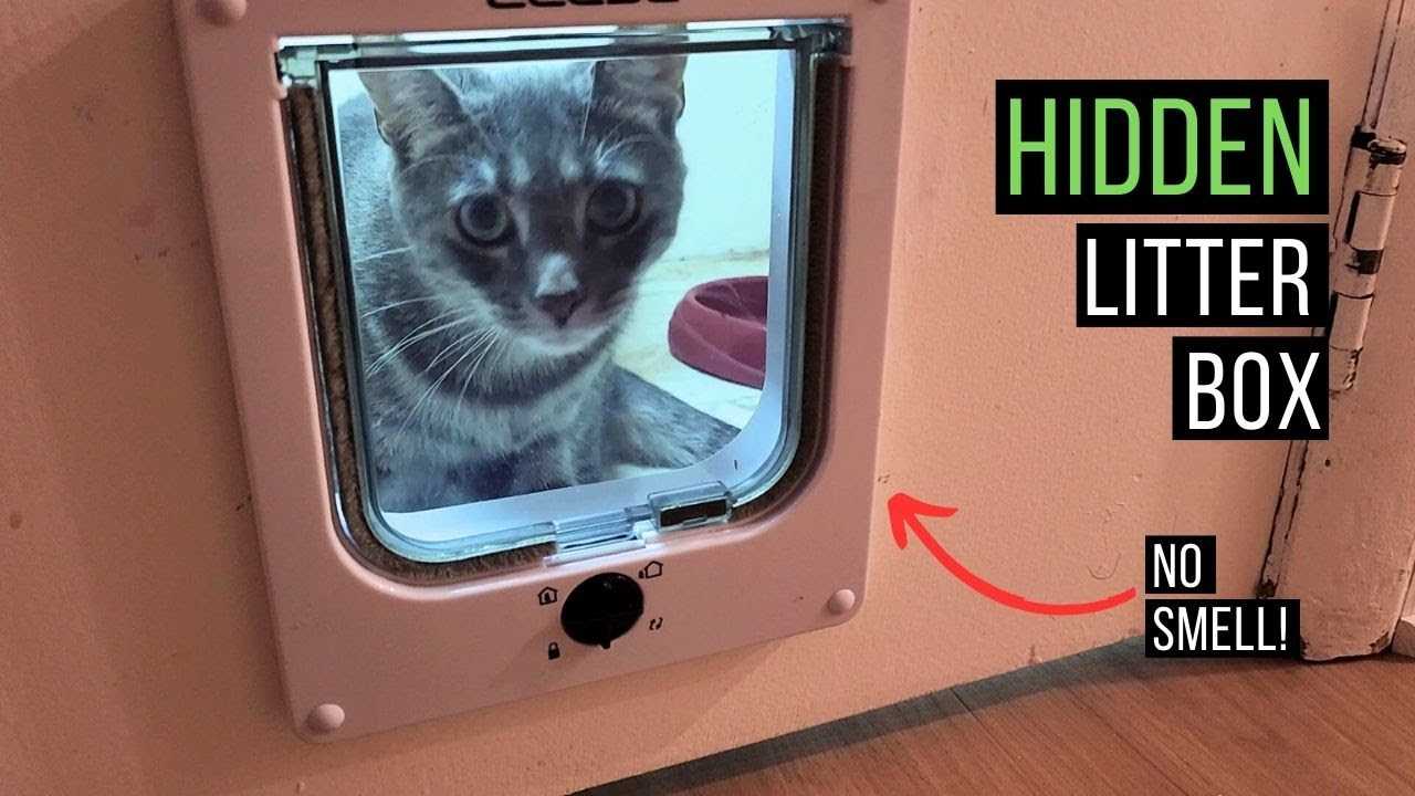Choosing the Best Location for the Litter Box