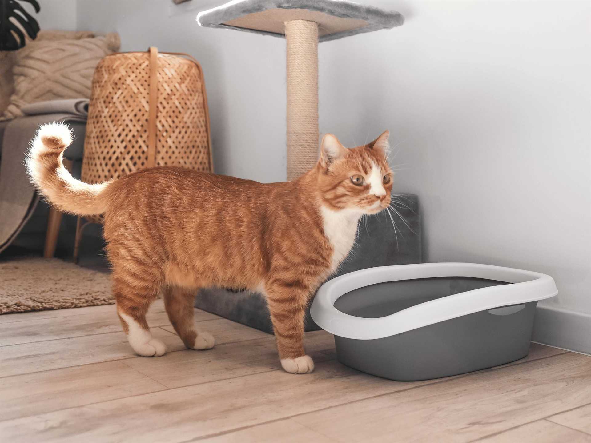 Choosing the Right Type of Feline Substrate