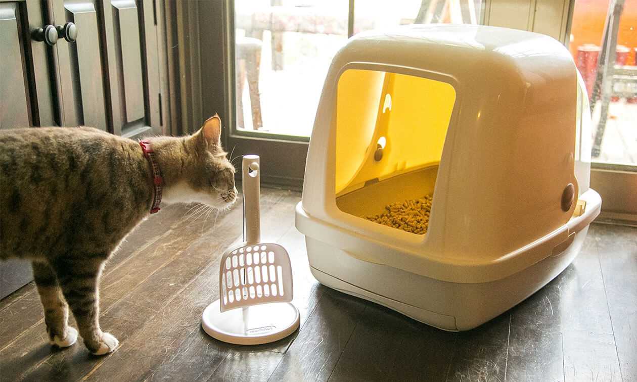 Maintaining Proper Litter Box Placement