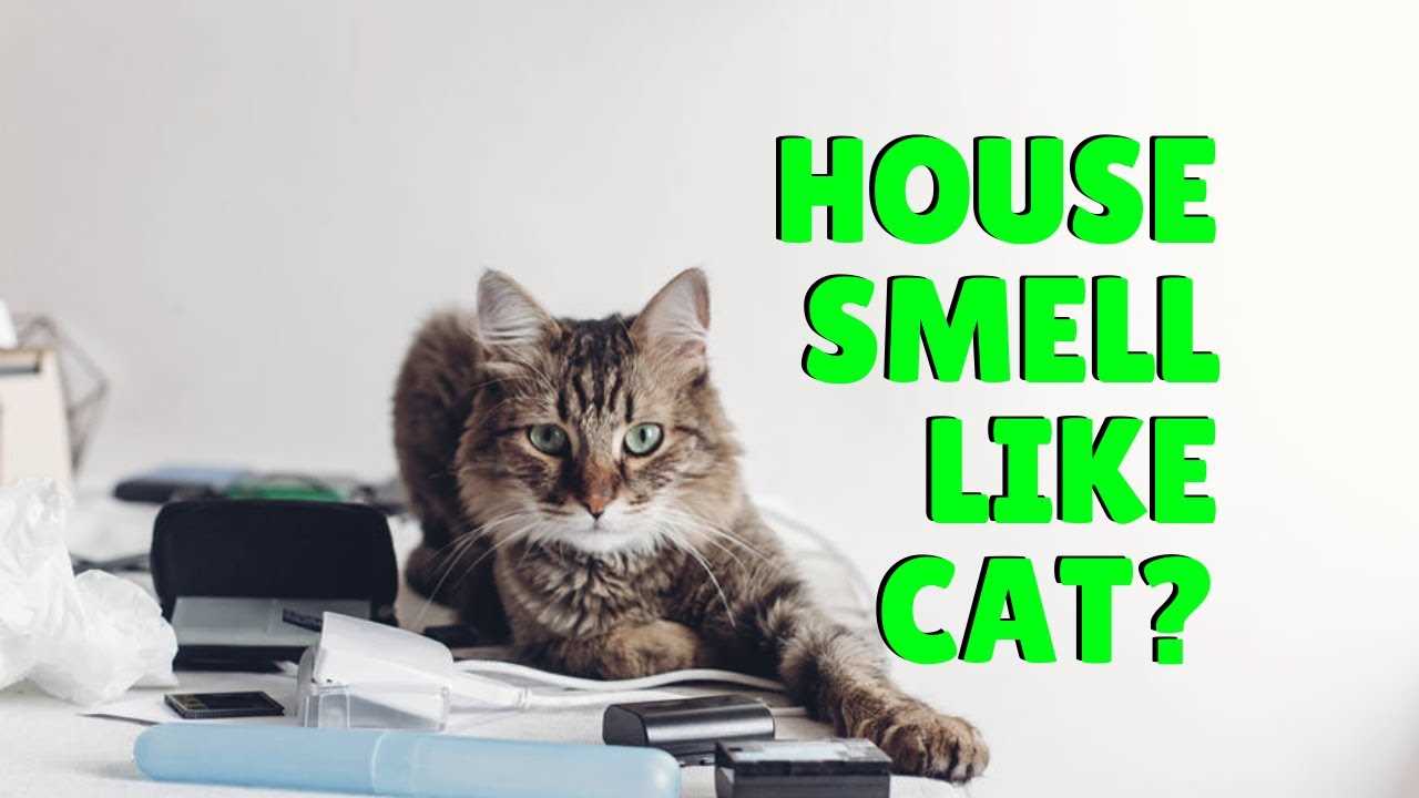 Using Natural Odor Absorbers Around the House