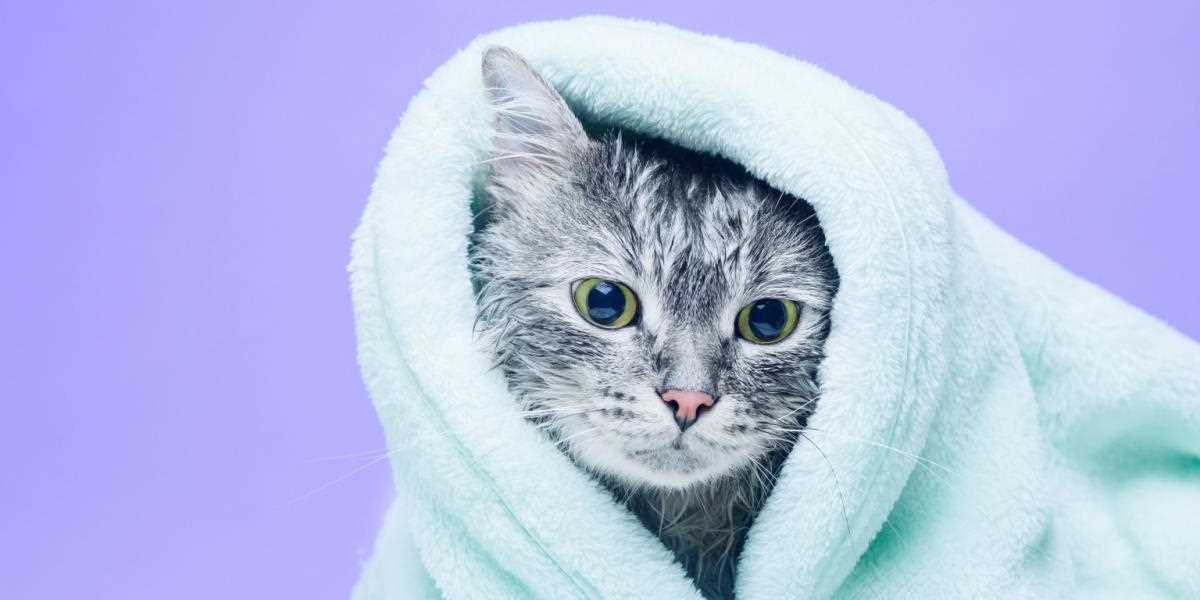 Maintaining a Clean Living Environment for Your Feline Friend
