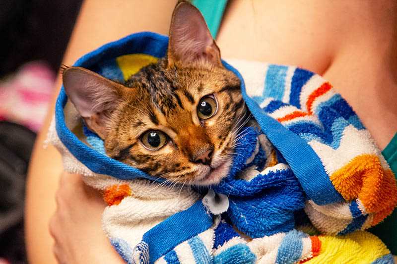 Dietary Adjustments to Improve Your Feline's Aroma
